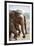 Adult Elephants (Elephantidae) at the Pinnewala Elephant Orphanage, Sri Lanka, Asia-Charlie-Framed Photographic Print