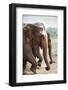 Adult Elephants (Elephantidae) at the Pinnewala Elephant Orphanage, Sri Lanka, Asia-Charlie-Framed Photographic Print