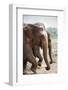 Adult Elephants (Elephantidae) at the Pinnewala Elephant Orphanage, Sri Lanka, Asia-Charlie-Framed Photographic Print