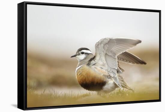 Adult Eurasian Dotterel (Charadrius Morinellus) with Wings Partially Raised, Cairngorms Np, UK-Mark Hamblin-Framed Stretched Canvas