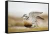 Adult Eurasian Dotterel (Charadrius Morinellus) with Wings Partially Raised, Cairngorms Np, UK-Mark Hamblin-Framed Stretched Canvas