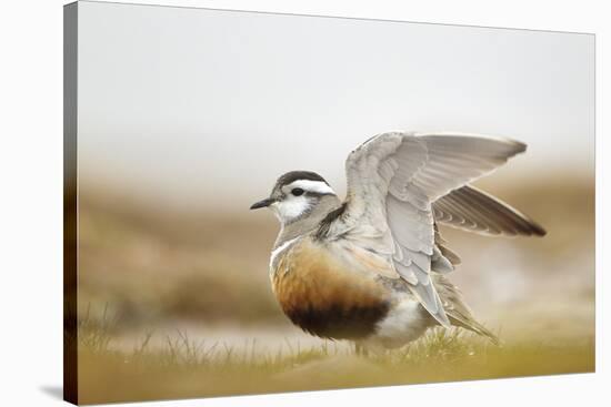 Adult Eurasian Dotterel (Charadrius Morinellus) with Wings Partially Raised, Cairngorms Np, UK-Mark Hamblin-Stretched Canvas