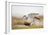 Adult Eurasian Dotterel (Charadrius Morinellus) with Wings Partially Raised, Cairngorms Np, UK-Mark Hamblin-Framed Photographic Print