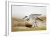 Adult Eurasian Dotterel (Charadrius Morinellus) with Wings Partially Raised, Cairngorms Np, UK-Mark Hamblin-Framed Photographic Print