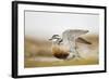 Adult Eurasian Dotterel (Charadrius Morinellus) with Wings Partially Raised, Cairngorms Np, UK-Mark Hamblin-Framed Photographic Print