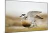 Adult Eurasian Dotterel (Charadrius Morinellus) with Wings Partially Raised, Cairngorms Np, UK-Mark Hamblin-Mounted Photographic Print