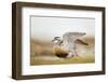 Adult Eurasian Dotterel (Charadrius Morinellus) with Wings Partially Raised, Cairngorms Np, UK-Mark Hamblin-Framed Photographic Print