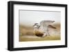 Adult Eurasian Dotterel (Charadrius Morinellus) with Wings Partially Raised, Cairngorms Np, UK-Mark Hamblin-Framed Photographic Print