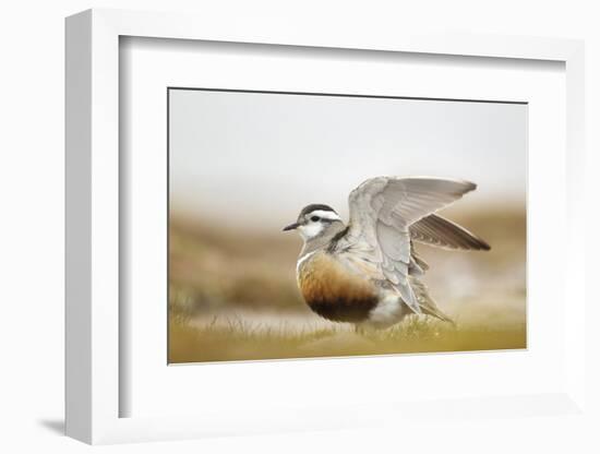 Adult Eurasian Dotterel (Charadrius Morinellus) with Wings Partially Raised, Cairngorms Np, UK-Mark Hamblin-Framed Photographic Print