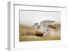 Adult Eurasian Dotterel (Charadrius Morinellus) with Wings Partially Raised, Cairngorms Np, UK-Mark Hamblin-Framed Photographic Print