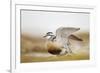 Adult Eurasian Dotterel (Charadrius Morinellus) with Wings Partially Raised, Cairngorms Np, UK-Mark Hamblin-Framed Photographic Print