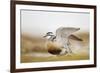 Adult Eurasian Dotterel (Charadrius Morinellus) with Wings Partially Raised, Cairngorms Np, UK-Mark Hamblin-Framed Photographic Print