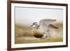 Adult Eurasian Dotterel (Charadrius Morinellus) with Wings Partially Raised, Cairngorms Np, UK-Mark Hamblin-Framed Photographic Print