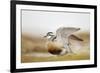 Adult Eurasian Dotterel (Charadrius Morinellus) with Wings Partially Raised, Cairngorms Np, UK-Mark Hamblin-Framed Photographic Print