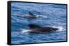 Adult Female and Male Long-Finned Pilot Whales (Globicephala Melas)-Michael Nolan-Framed Stretched Canvas