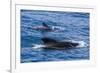 Adult Female and Male Long-Finned Pilot Whales (Globicephala Melas)-Michael Nolan-Framed Photographic Print