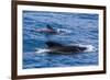 Adult Female and Male Long-Finned Pilot Whales (Globicephala Melas)-Michael Nolan-Framed Photographic Print