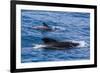 Adult Female and Male Long-Finned Pilot Whales (Globicephala Melas)-Michael Nolan-Framed Photographic Print