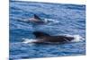 Adult Female and Male Long-Finned Pilot Whales (Globicephala Melas)-Michael Nolan-Mounted Photographic Print