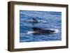 Adult Female and Male Long-Finned Pilot Whales (Globicephala Melas)-Michael Nolan-Framed Photographic Print