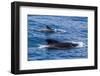 Adult Female and Male Long-Finned Pilot Whales (Globicephala Melas)-Michael Nolan-Framed Photographic Print