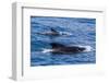 Adult Female and Male Long-Finned Pilot Whales (Globicephala Melas)-Michael Nolan-Framed Photographic Print