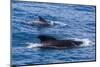 Adult Female and Male Long-Finned Pilot Whales (Globicephala Melas)-Michael Nolan-Mounted Photographic Print