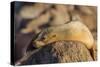 Adult Female California Sea Lion (Zalophus Californianus), at Los Islotes, Baja California Sur-Michael Nolan-Stretched Canvas