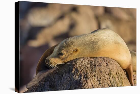 Adult Female California Sea Lion (Zalophus Californianus), at Los Islotes, Baja California Sur-Michael Nolan-Stretched Canvas