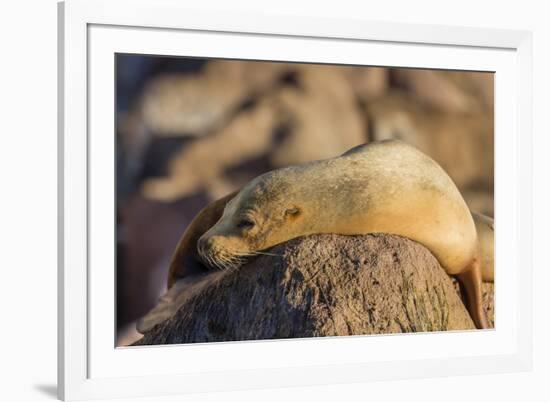 Adult Female California Sea Lion (Zalophus Californianus), at Los Islotes, Baja California Sur-Michael Nolan-Framed Photographic Print