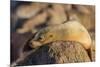 Adult Female California Sea Lion (Zalophus Californianus), at Los Islotes, Baja California Sur-Michael Nolan-Mounted Photographic Print