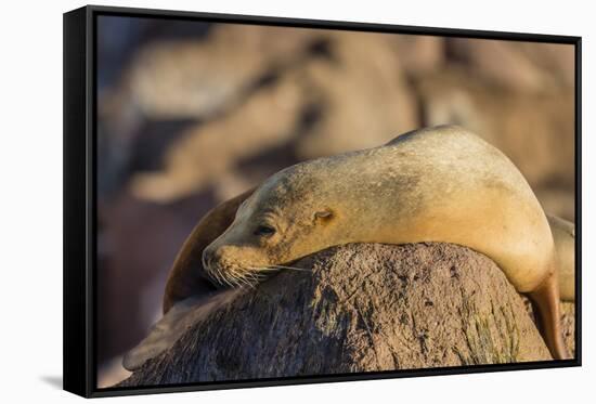 Adult Female California Sea Lion (Zalophus Californianus), at Los Islotes, Baja California Sur-Michael Nolan-Framed Stretched Canvas