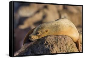 Adult Female California Sea Lion (Zalophus Californianus), at Los Islotes, Baja California Sur-Michael Nolan-Framed Stretched Canvas