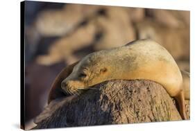 Adult Female California Sea Lion (Zalophus Californianus), at Los Islotes, Baja California Sur-Michael Nolan-Stretched Canvas