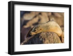 Adult Female California Sea Lion (Zalophus Californianus), at Los Islotes, Baja California Sur-Michael Nolan-Framed Photographic Print