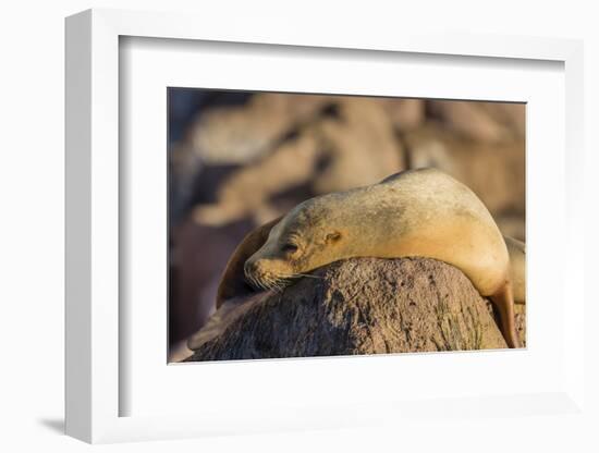Adult Female California Sea Lion (Zalophus Californianus), at Los Islotes, Baja California Sur-Michael Nolan-Framed Photographic Print