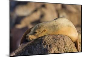 Adult Female California Sea Lion (Zalophus Californianus), at Los Islotes, Baja California Sur-Michael Nolan-Mounted Photographic Print