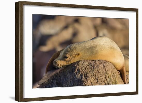 Adult Female California Sea Lion (Zalophus Californianus), at Los Islotes, Baja California Sur-Michael Nolan-Framed Photographic Print