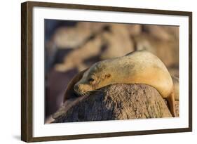 Adult Female California Sea Lion (Zalophus Californianus), at Los Islotes, Baja California Sur-Michael Nolan-Framed Photographic Print