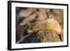 Adult Female California Sea Lion (Zalophus Californianus), at Los Islotes, Baja California Sur-Michael Nolan-Framed Photographic Print