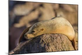 Adult Female California Sea Lion (Zalophus Californianus), at Los Islotes, Baja California Sur-Michael Nolan-Mounted Photographic Print