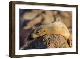 Adult Female California Sea Lion (Zalophus Californianus), at Los Islotes, Baja California Sur-Michael Nolan-Framed Photographic Print