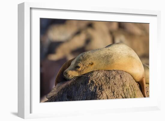 Adult Female California Sea Lion (Zalophus Californianus), at Los Islotes, Baja California Sur-Michael Nolan-Framed Photographic Print