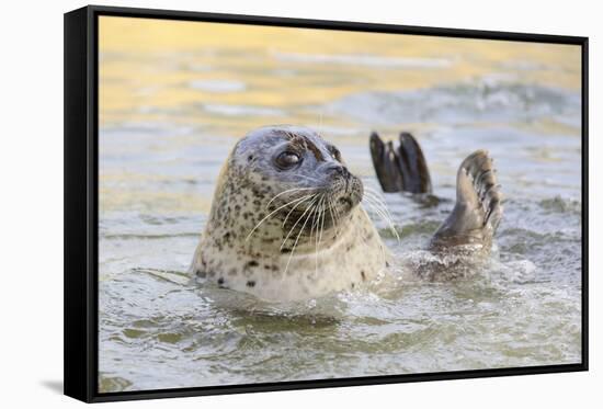 Adult Female Common - Harbour Seal (Phoca Vitulina) 'Sija' Waving a Flipper-Nick Upton-Framed Stretched Canvas