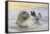 Adult Female Common - Harbour Seal (Phoca Vitulina) 'Sija' Waving a Flipper-Nick Upton-Framed Stretched Canvas