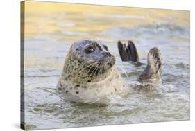Adult Female Common - Harbour Seal (Phoca Vitulina) 'Sija' Waving a Flipper-Nick Upton-Stretched Canvas