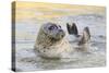 Adult Female Common - Harbour Seal (Phoca Vitulina) 'Sija' Waving a Flipper-Nick Upton-Stretched Canvas