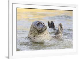 Adult Female Common - Harbour Seal (Phoca Vitulina) 'Sija' Waving a Flipper-Nick Upton-Framed Photographic Print