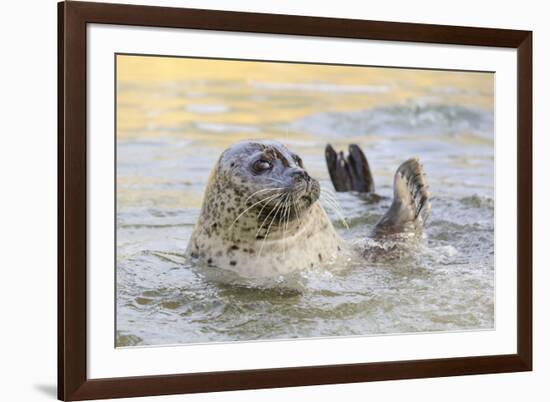 Adult Female Common - Harbour Seal (Phoca Vitulina) 'Sija' Waving a Flipper-Nick Upton-Framed Photographic Print