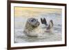 Adult Female Common - Harbour Seal (Phoca Vitulina) 'Sija' Waving a Flipper-Nick Upton-Framed Photographic Print